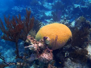 Stunning brain coral - huge!