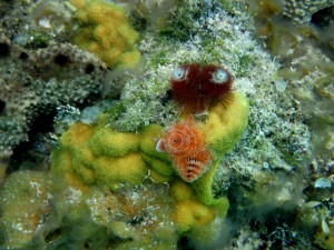Small corals